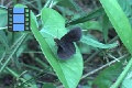 Scene 12_Black Sooty Wing Skipper on a Leaf